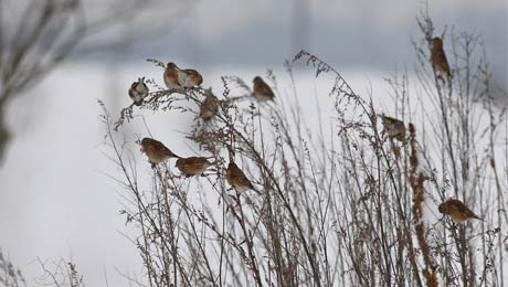 Vogelzähler bei der Stunde der Wintervögel