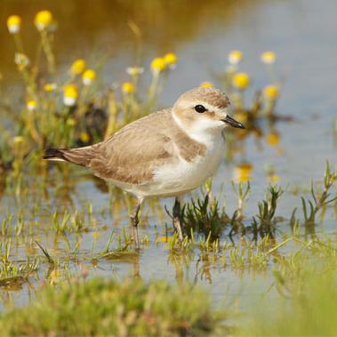 Sumpf- und Wasservogel Spende